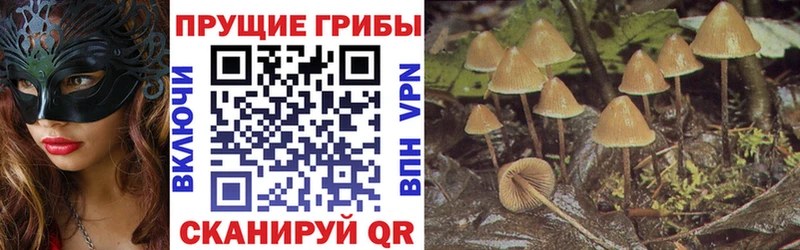 Купить Петровск Псилоцибиновые грибы GOLDEN TEACHER